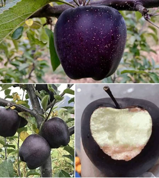 black apple