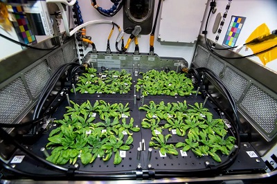 vegetables in space