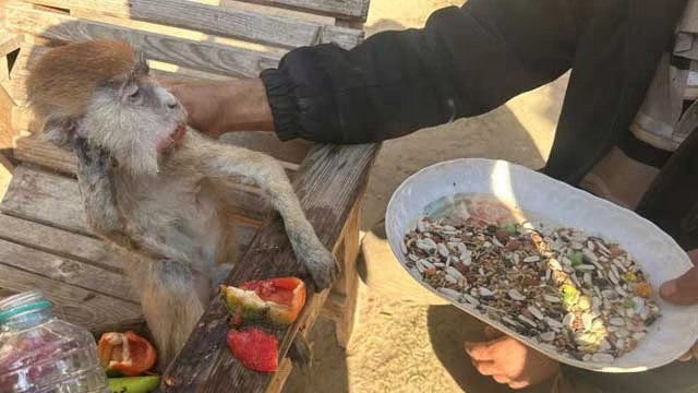 animal-died-in gaza-pickynews24