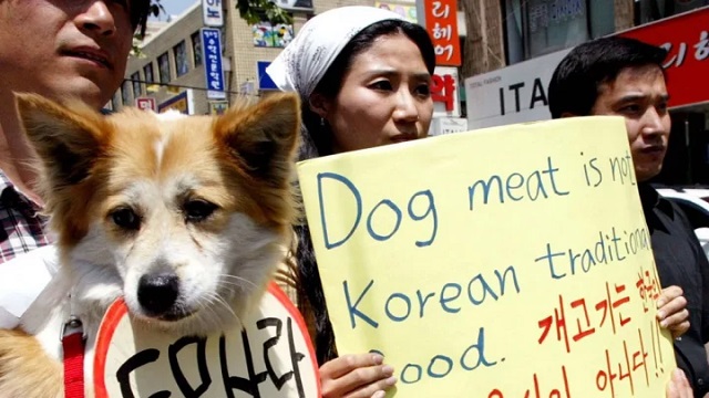 south-korea-pickynews24