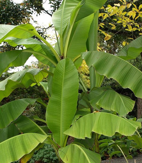 ফিনল্যান্ডে ১ কেজি কলাপাতার মুল্য ৩২৫০/- টাকা