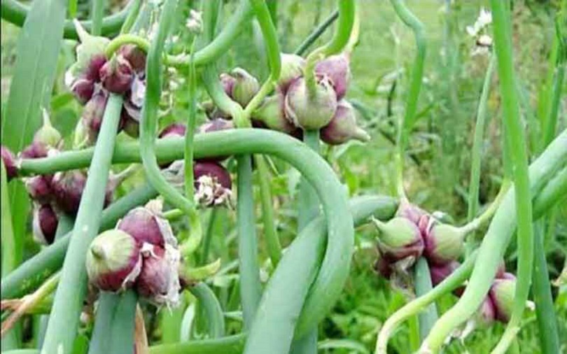 মিশরে পেঁয়াজ গাছের গোড়ায় নয়, ডগায় ধরে!