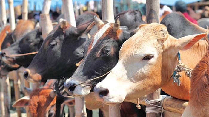 কোরবানি ইসলামের গুরুত্বপূর্ণ ইবাদত-কোরআনে আল্লাহ তাআলা নামাজের সাথে যুক্ত করে কোরবানি করার নির্দেশ দিয়েছেন। আল্লাহ বলেন,